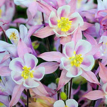 Load image into Gallery viewer, Pinky Wink Columbine