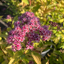 Load image into Gallery viewer, Spirea 'Gold Flame'