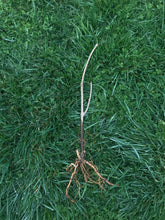 Load image into Gallery viewer, Adams Elderberry (Bare Root)