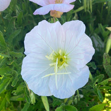 Load image into Gallery viewer, Siskiyou Pink Evening Primrose