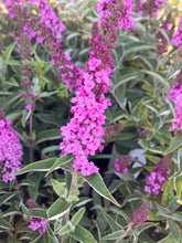 Load image into Gallery viewer, Lo &amp; Behold® 'Pink Micro Chip' Butterfly Bush
