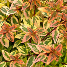 Load image into Gallery viewer, Kaleidoscope Abelia