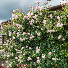 Load image into Gallery viewer, The Generous Gardener® Rose (Bare Root)
