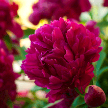 Load image into Gallery viewer, Karl Rosenfield Double Peony