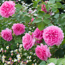 Load image into Gallery viewer, Princess Alexandra of Kent Rose (Bare Root)