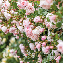 Load image into Gallery viewer, The Generous Gardener® Rose (Bare Root)