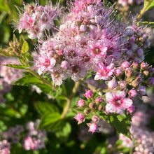Load image into Gallery viewer, Spirea 'Little Princess'