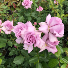 Load image into Gallery viewer, Love Song Rose