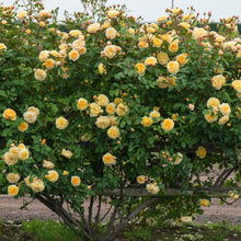 Load image into Gallery viewer, Teasing Georgia® Rose