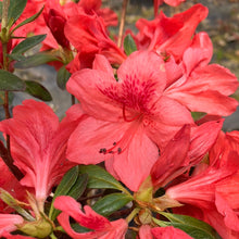 Load image into Gallery viewer, Fashion Azalea