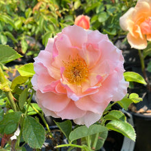 Load image into Gallery viewer, Mother of Pearl® Rose