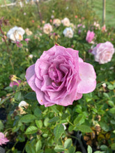 Load image into Gallery viewer, Lavender Veranda® Rose