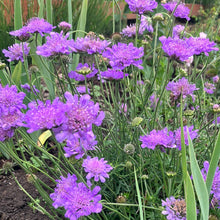 Load image into Gallery viewer, Butterfly Blue Pincushion Flower (Scabiosa)