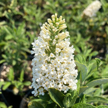 Load image into Gallery viewer, Pugster White® Butterfly Bush