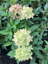 Load image into Gallery viewer, Little Lime® Panicle Hydrangea