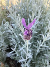 Load image into Gallery viewer, Spanish Lavender 'Silver Anouk'