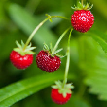 Load image into Gallery viewer, Fraises Des Boise Strawberry
