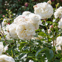 Load image into Gallery viewer, Tranquility Rose (Bare Root)