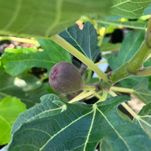 Load image into Gallery viewer, Chicago Hardy Fig