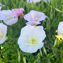 Load image into Gallery viewer, Siskiyou Pink Evening Primrose