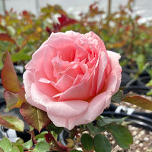 Load image into Gallery viewer, Parfuma® Bliss Rose