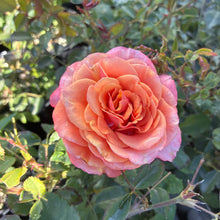 Load image into Gallery viewer, Sunbelt® Crazy Love™ Rose