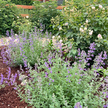 Load image into Gallery viewer, Nepeta 'Walker's Low' Catmint