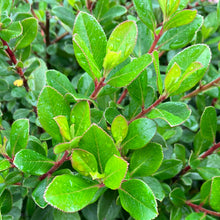 Load image into Gallery viewer, Escallonia 'Pink Princess'