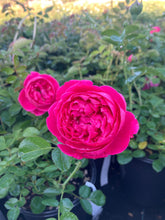 Load image into Gallery viewer, PowerPuff Pink® Rose