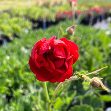 Load image into Gallery viewer, Geum ‘Double Bloody Mary’ Avens
