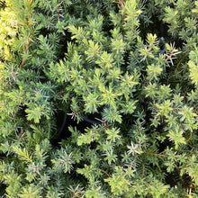 Load image into Gallery viewer, Blue Pacific Shore Juniper