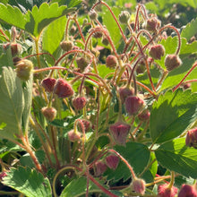 Load image into Gallery viewer, Lipstick Strawberry