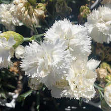 Load image into Gallery viewer, Dianthus ‘Early Bird Frosty’