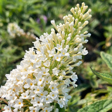 Load image into Gallery viewer, Pugster White® Butterfly Bush