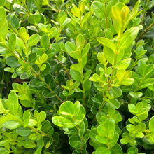 Load image into Gallery viewer, Wintergreen Boxwood