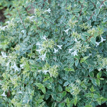 Load image into Gallery viewer, Mucho Gusto® Abelia