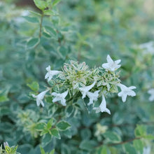 Load image into Gallery viewer, Mucho Gusto® Abelia