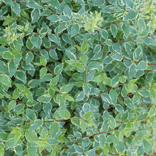Load image into Gallery viewer, Mucho Gusto® Abelia