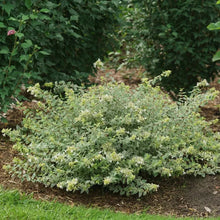 Load image into Gallery viewer, Mucho Gusto® Abelia