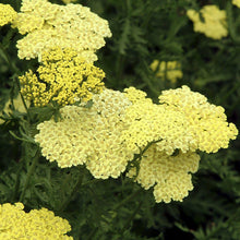 Load image into Gallery viewer, Moonshine Yarrow