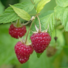 Load image into Gallery viewer, English Thornless Raspberry