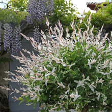 Load image into Gallery viewer, Dappled Willow