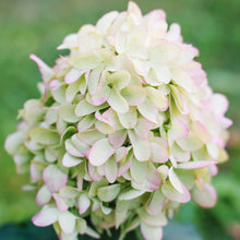 Load image into Gallery viewer, Skyfall Hydrangea