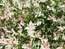 Load image into Gallery viewer, Dappled Willow