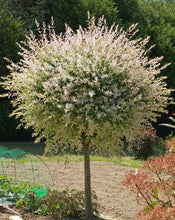Load image into Gallery viewer, Dappled Willow
