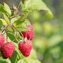 Load image into Gallery viewer, English Thornless Raspberry