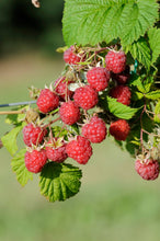 Load image into Gallery viewer, English Thornless Raspberry