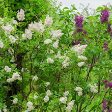 Load image into Gallery viewer, Madame Lemoine French Lilac