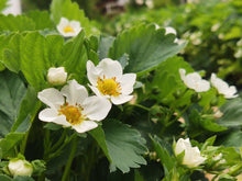Load image into Gallery viewer, White Pineberry Strawberry