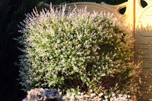 Load image into Gallery viewer, Dappled Willow